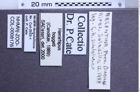 Etiketten zu Hemirhipus hougeti (NHMW-ZOO-COL-0008176)